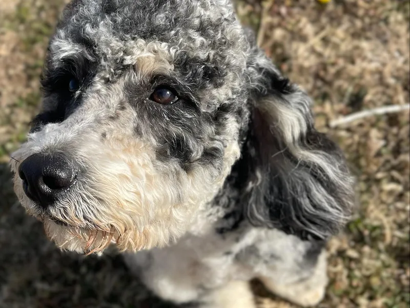 Davidson Poodle &amp; Doodle Farm