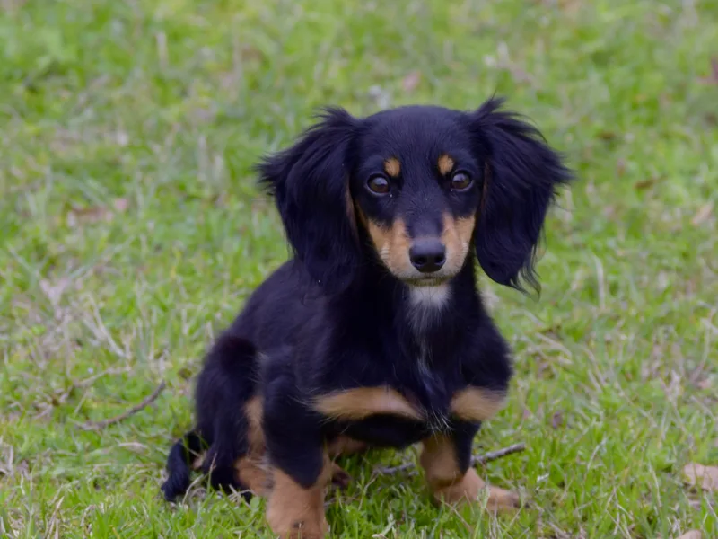 Davidson Ranch Dachshunds photo 1