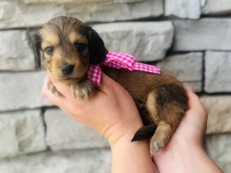 Davidson's Dachshunds