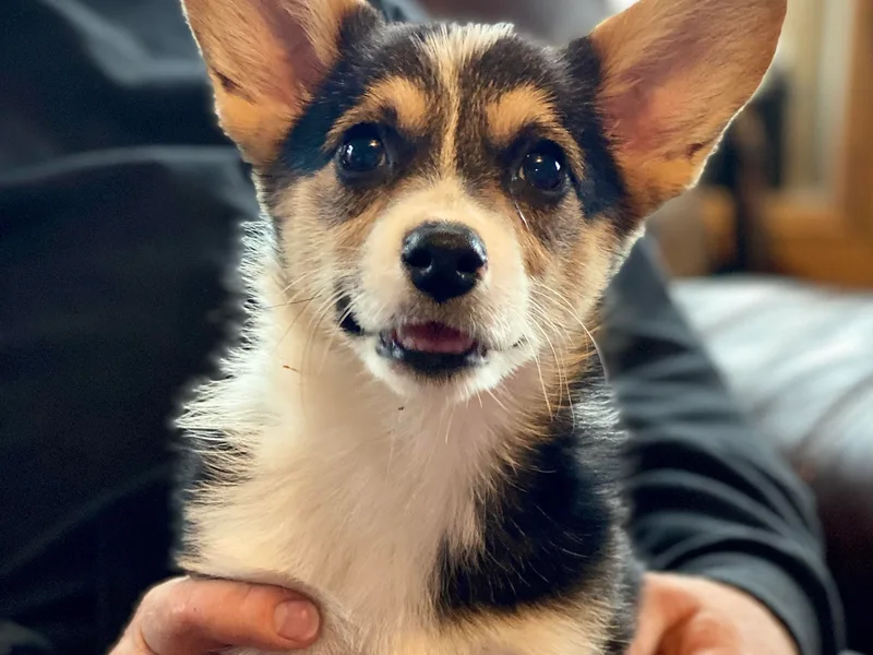 Davies Ranch Pembroke Welsh Corgis