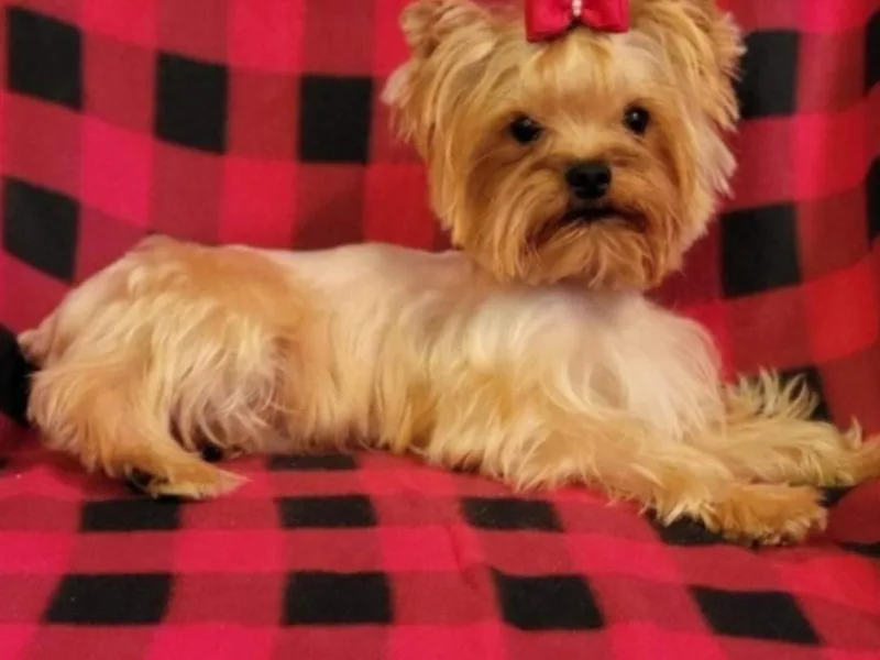 Davila's Yorkies