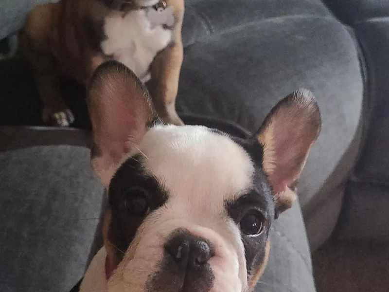 DaVille Frenchies