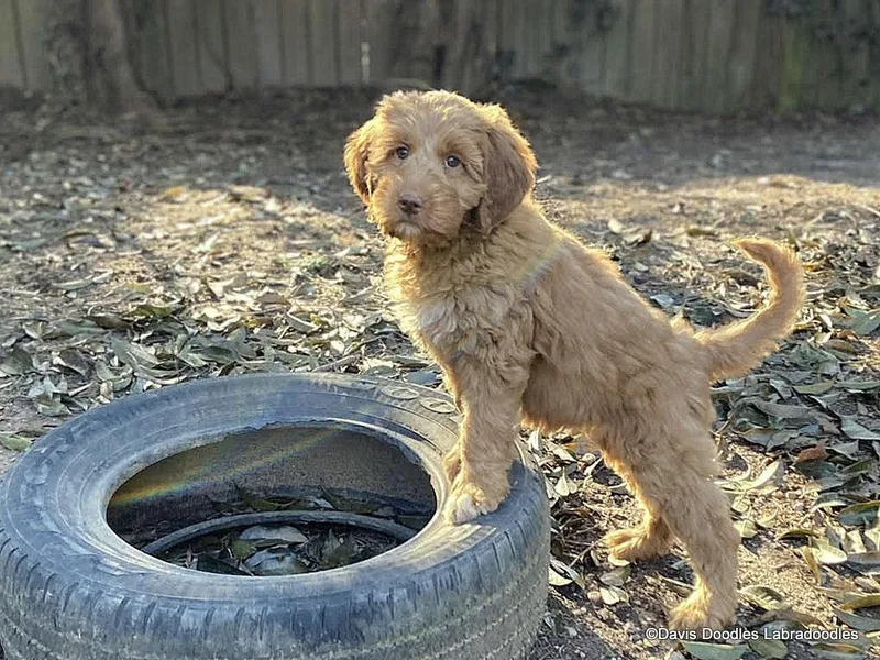 Davis Doodles - Atlanta