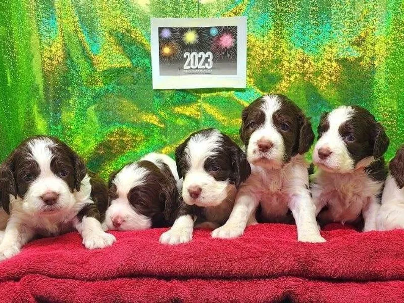 Davis English Springer Spaniels