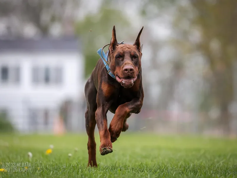 Davis Family Dobermans
