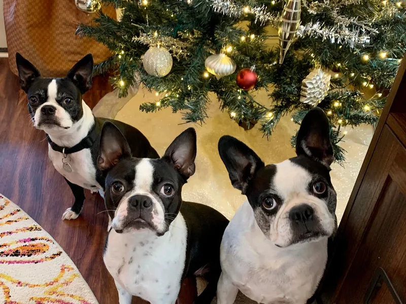 Davis Farm Boston Terriers photo 1