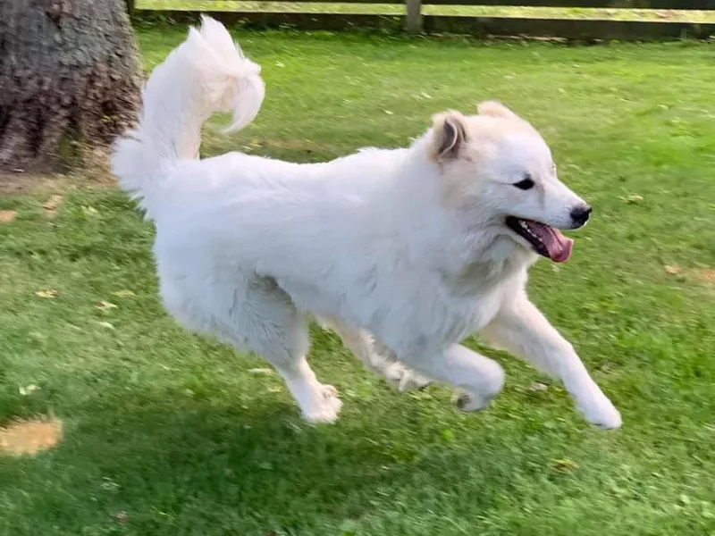 Davis Pyrs of the Northern Tier