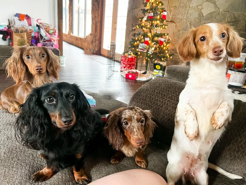 Davis’s Dachshunds