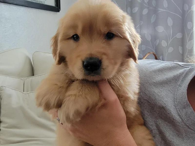 Davis's Golden Retrievers
