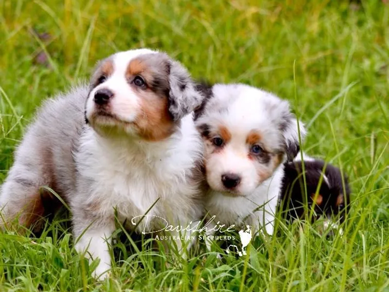 Davishire Australian Shepherds