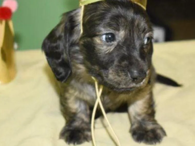 Dawg Street Dachshunds