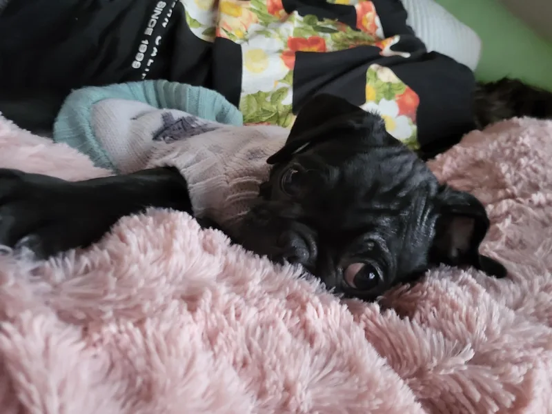 Dawn Brown's Pugs