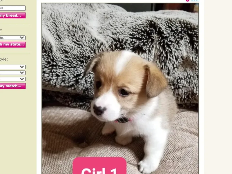Dawn Dobbs's Pembroke Welsh Corgis