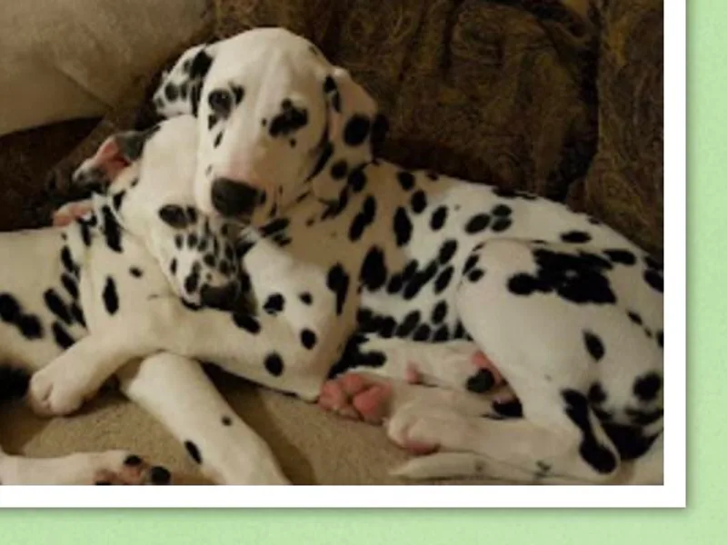 Dawn Eliot-Johnson's Dalmatians