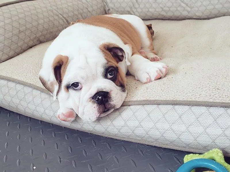 Dawn Krowl's Bulldogs