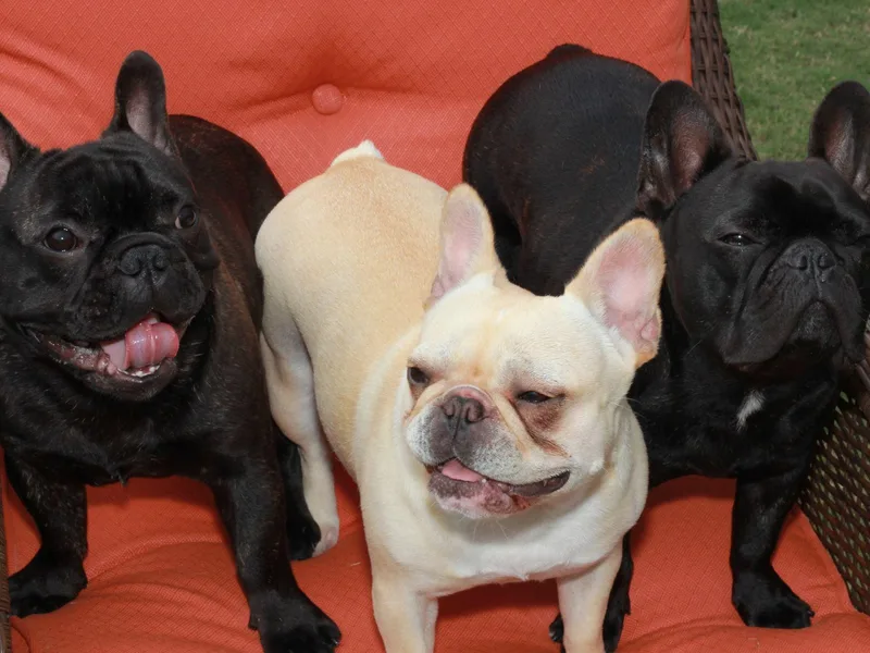 Dawn Oxford's Frenchies