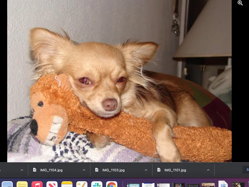 Dawn Reitzel's Chihuahuas