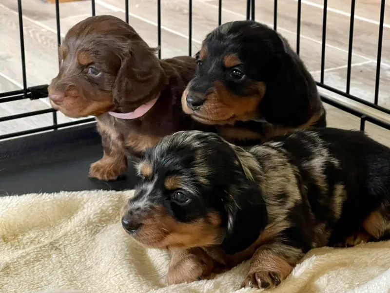 Dawn's Dachshunds