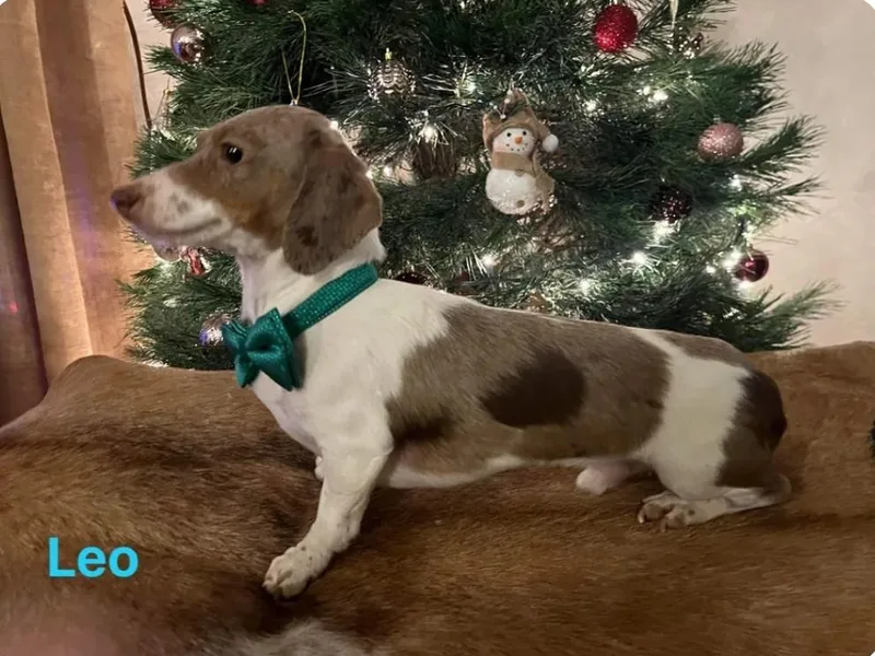Dawn's designerDachshunds