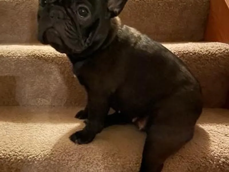 Dawn's French Bulldogs
