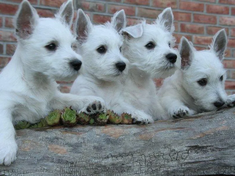 Dawn's Highland Scots