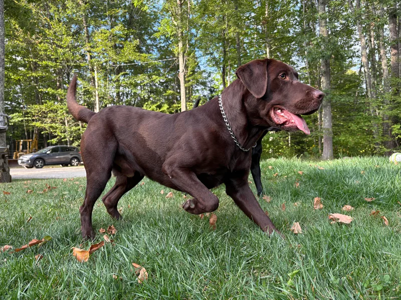 Dawn's Labrador Retrievers