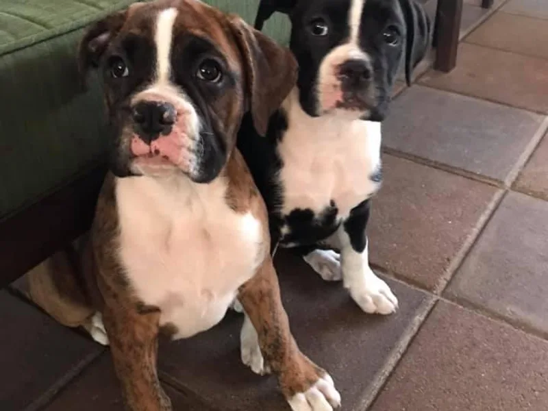 Dawn's Pups photo 1