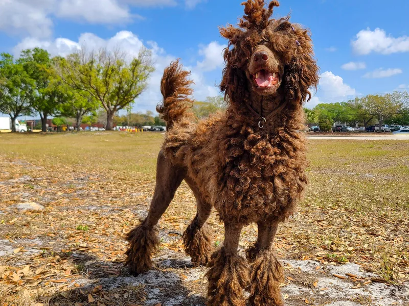 Dawning Hope Poodles
