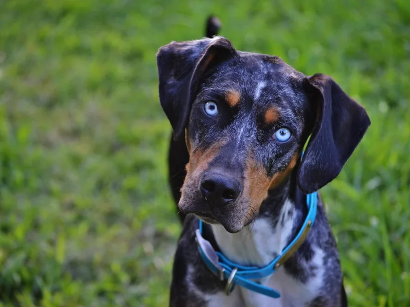 Dawson Hollow Catahoulas