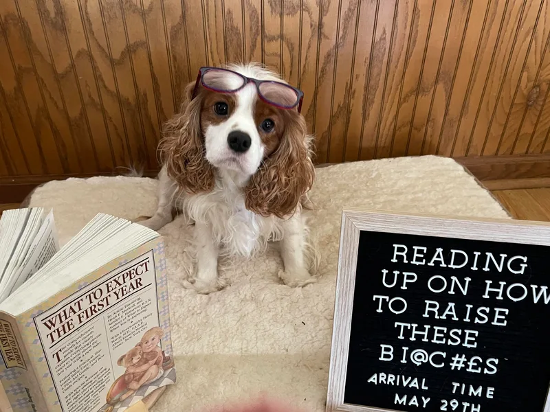 Dawson’s Creek Cavaliers