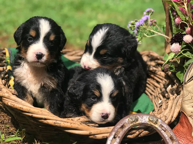 Day Spring Puppies