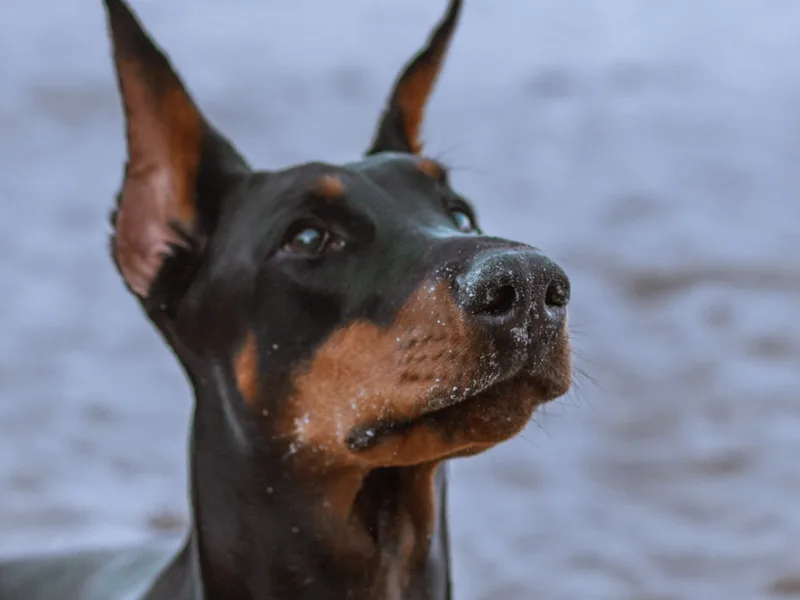 Daybreak Dobermans