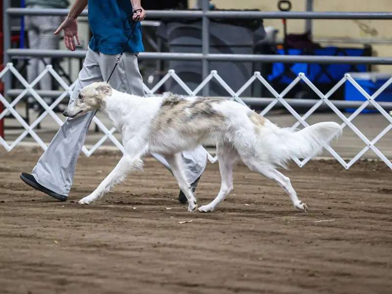 Daybreak Silken Windhounds