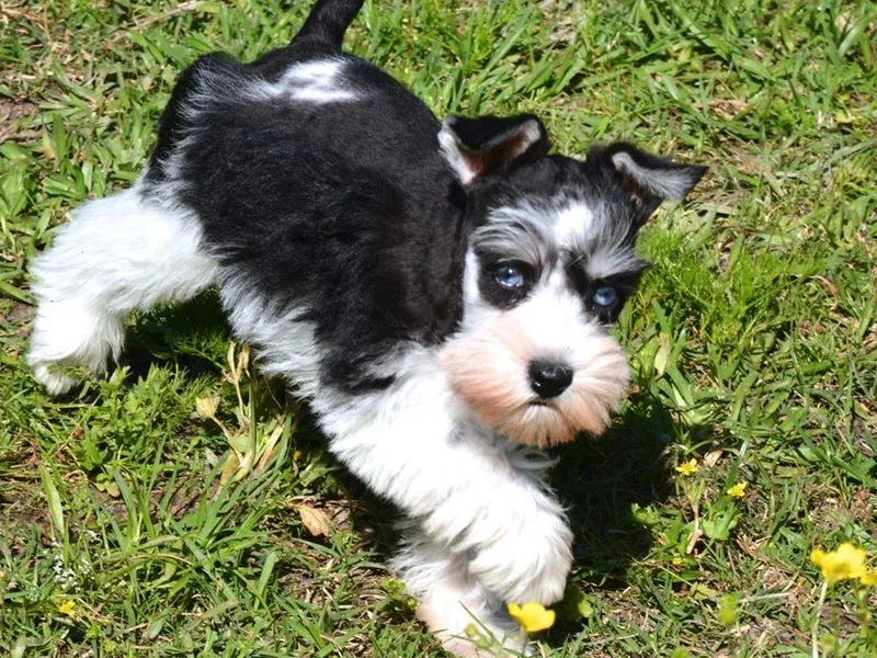 Daydreamers Schnauzers