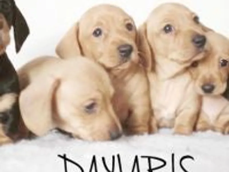 dayjaris photo 1