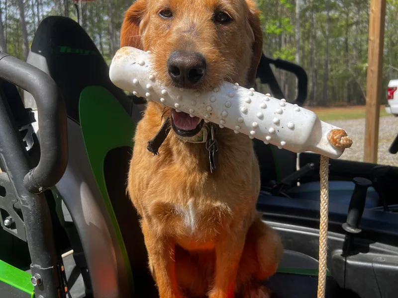 Daylin’s Doodles &amp; Labradors