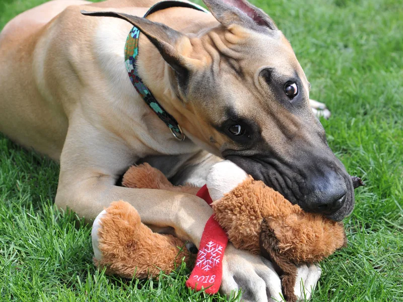 Daynakin Great Danes LLC