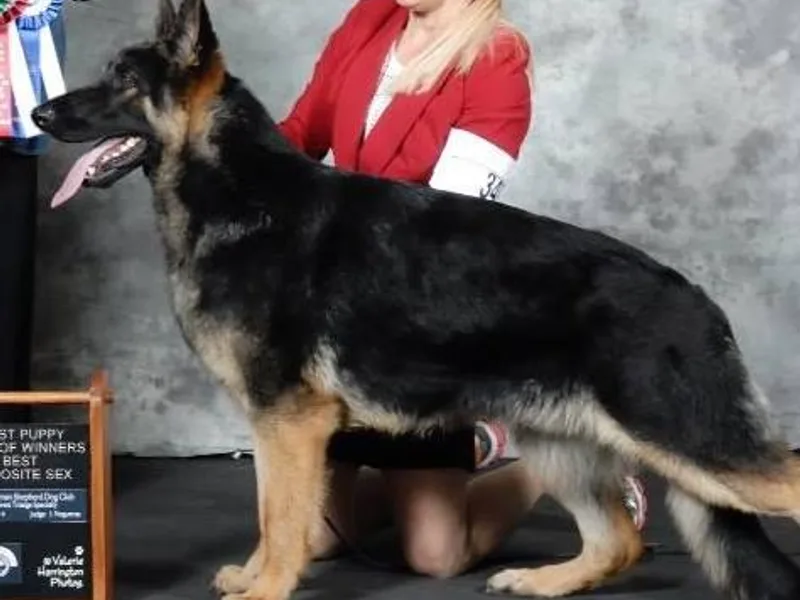 Dayspring German Shepherds