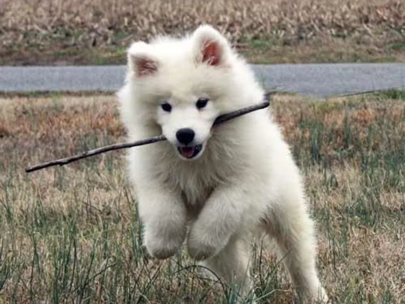Daystar Samoyeds