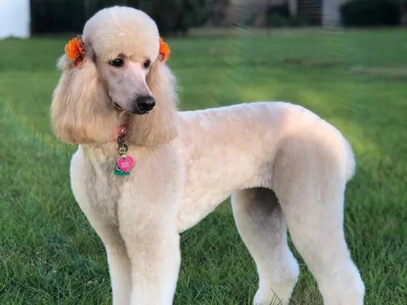 Daytona’s Standard Poodles