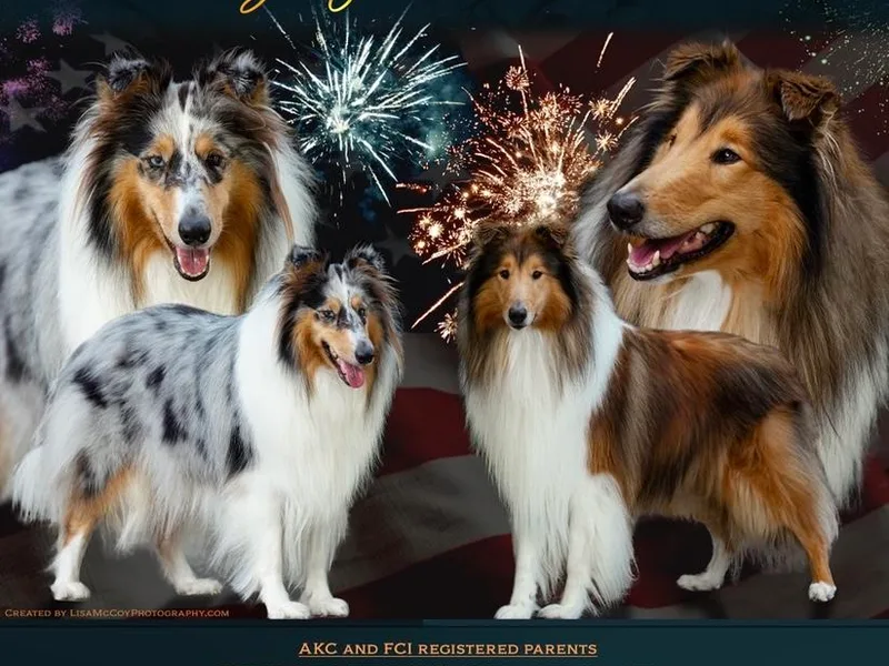 Dayz of Thunder Collies