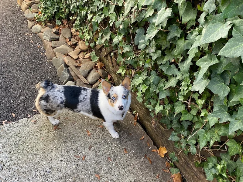 Dazie Lou’s Corgis