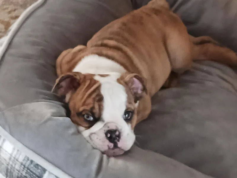 Dazzle's Bulldogs