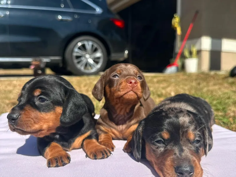 Dazzling_dachshund