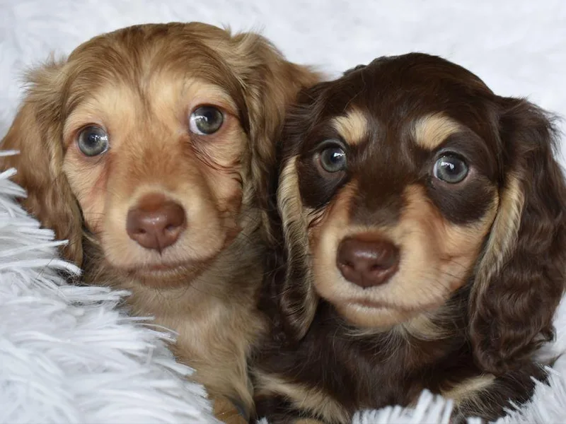 Dazzling Doxies