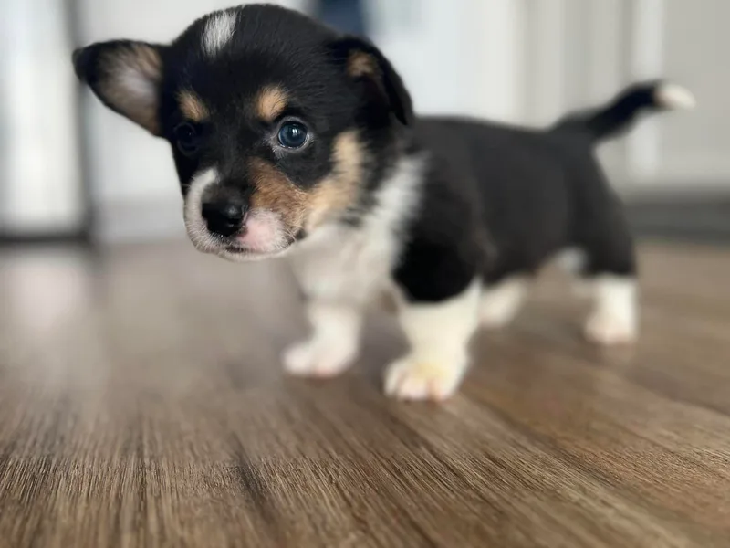 Db’s Pembroke Welsh Corgis