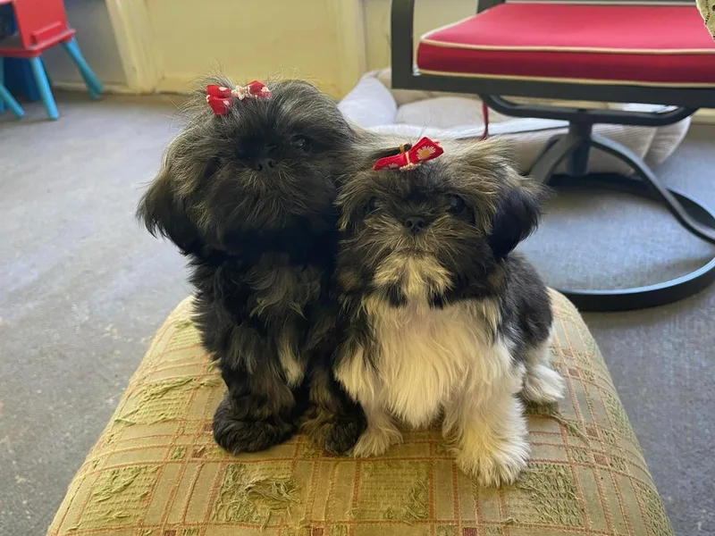 DB Shih Tzu puppies