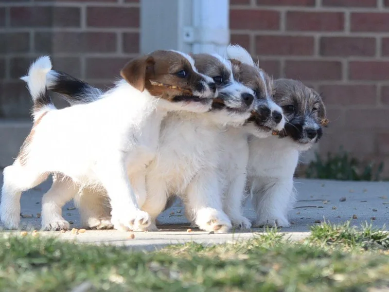 DBF Russell Terriers