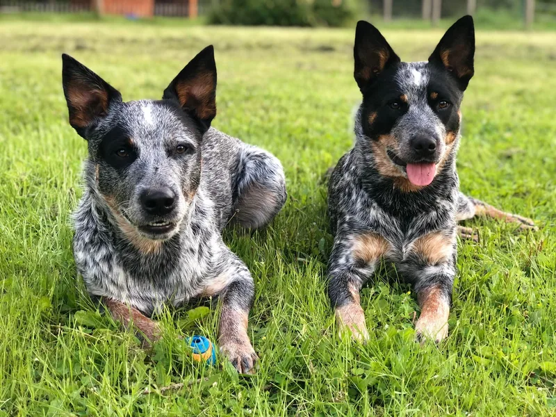 DC Australian Cattle Dogs