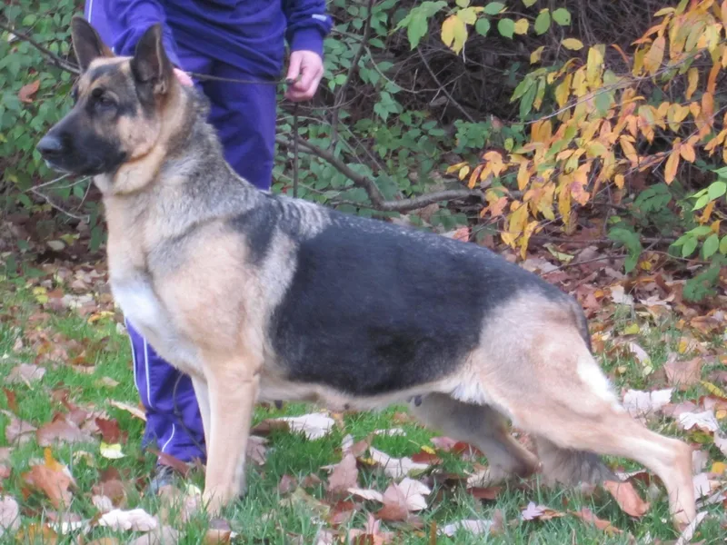 DCAN's German Shepherds